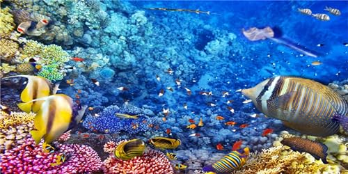 MIRRORANG 61x30cm Aquarium Dekor Hintergrund Koralle Tropische Fische Unterwasser Fisch Tank Hintergrund Langlebig Hintergrund Vinyl von MIRRORANG