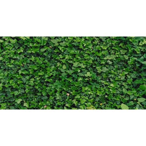 MIRRORANG 61x30cm Blätter Wand Reptilien Terrarium Aquarium Hintergrund Grün Natur Aquarium Hintergrund Bartagame Vivarium Hintergrund Vinyl von MIRRORANG
