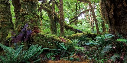 MIRRORANG 61x30cm Tropischer Wald Terrarium Hintergrund Grün Riesiger Baum Reptil Lebensraum Hintergrund Regenwald Aquarium Hintergrund Vinyl Hintergrund von MIRRORANG