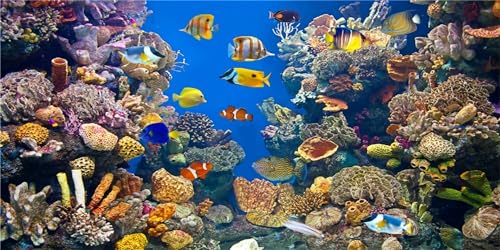 MIRRORANG 61x41cm Aquarium Hintergrund Koralle Tropische Fische Riff Unterwasserwelt Aquarium Hintergrund Langlebig Hintergrund von MIRRORANG
