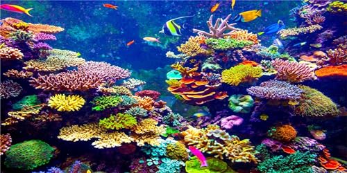 MIRRORANG 61x41cm Aquarium Hintergrund Koralle Tropische Fische Unterwasserwelt Aquarium Hintergrund Langlebig Vinyl Hintergrund Dekoration MIRRORANG 61x41cm Aquarium Hintergrund Koralle Tropische Fische Unterwasserwelt Aquarium Hintergrund Langlebig Vinyl Hintergrund Dekoration von MIRRORANG