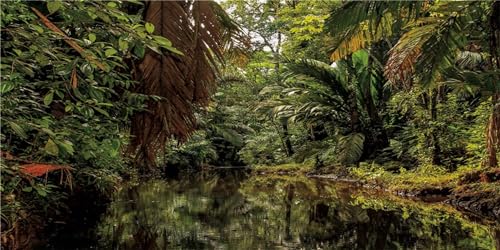 MIRRORANG 61x41cm Regenwald Terrarium Hintergrund Deep Forest Aquarium Hintergrund Wasser Fluss Grün Riesige Bäume Reptilien Lebensraum Hintergrund Durable Vinyl Hintergrund von MIRRORANG