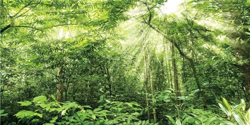 MIRRORANG 61x41cm Reptilien Lebensraum Hintergrund Sonnenlicht Grün Wald Bäume Regenwald Terrarium Hintergrund Vinyl von MIRRORANG