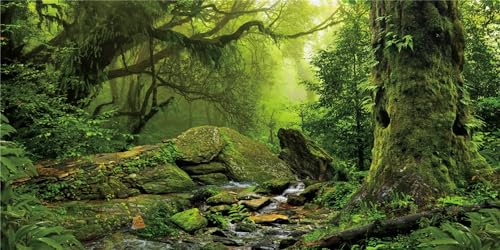 MIRRORANG 61x41cm Tropischer Wald Terrarium Hintergrund Stream Grün Riesiger Baum Reptil Lebensraum Hintergrund Nebel Regenwald Aquarium Hintergrund Vinyl von MIRRORANG