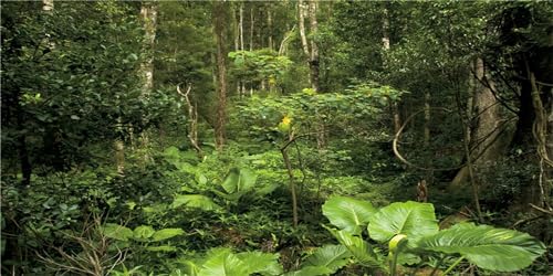 MIRRORANG 76x30cm Deep Forest Terrarium Hintergrund Regenwald Aquarium Hintergrund Tropische Pflanzen Grüner Baum Reptilien Lebensraum Hintergrund Durable Vinyl Hintergrund von MIRRORANG