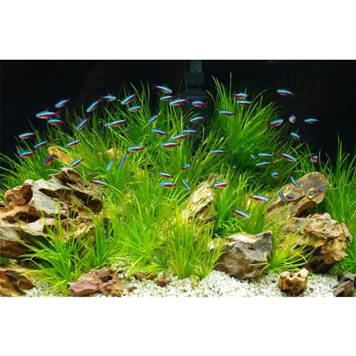 MIRRORANG 76x30cm Stein Aquarium Hintergrund Wasserpflanze Seegras Aquarium Hintergrund Flussbett & See Aquarium Hintergrund von MIRRORANG