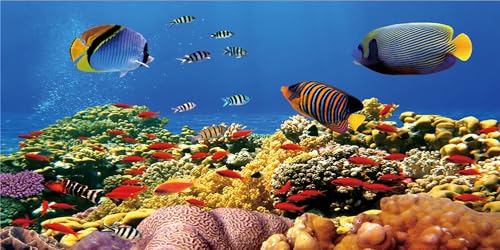MIRRORANG 76x30cm Unterwasser-Thema Aquarium Hintergrund Bunte Koralle Tropische Fische Unterwasser Ozean Fisch Tank Hintergrund Langlebig Vinyl Hintergrund von MIRRORANG