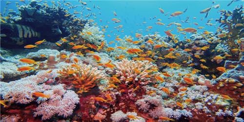 MIRRORANG 76x46cm Aquarium Hintergrund Tropische Fische Koralle Unterwasser Fisch Tank Hintergrund Langlebig Vinyl Hintergrund von MIRRORANG