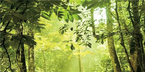 MIRRORANG 76x46cm Grüner Wald Welt Aquarium Hintergrund Regenwald Bäume Reptilien Lebensraum Aquarium Reptilien Terrarium Hintergrund von MIRRORANG