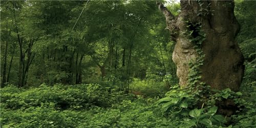 MIRRORANG 76x46cm Haltbarer Vinyl Hintergrundn Tropischer Wald Terrarium Hintergrund Riesiger Baum Reptilien Lebensraum Hintergrund Regenwald Aquarium Hintergrund von MIRRORANG