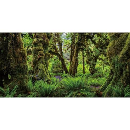 MIRRORANG 76x46cm Mossy Forest Reptile Terrarium Aquarium Hintergrund Bäume Drapiert in Moos Fisch Tank Hintergrund Bartagame Vivarium Hintergrund Vinyl von MIRRORANG