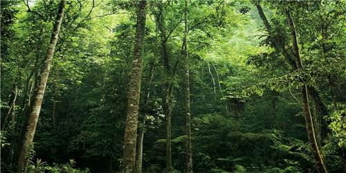MIRRORANG 76x46cm Regenwald Terrarium Hintergrund Tropische Pflanzen Wald Aquarium Hintergrund Grüner Baum Reptilien Lebensraum Hintergrund Haltbarer Vinyl Hintergrund von MIRRORANG