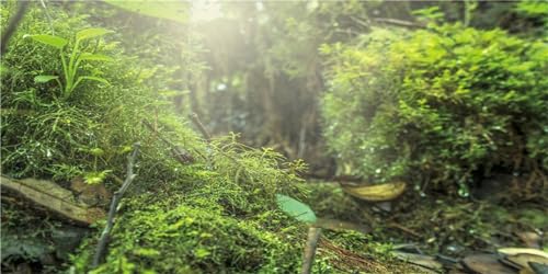 MIRRORANG 76x46cm Regenwald Terrarium Hintergrund Tropischer Wald Aquarium Hintergrund Sonnenschein Grüne Pflanzen Reptilien Lebensraum Hintergrund Haltbarer Vinyl Hintergrund von MIRRORANG