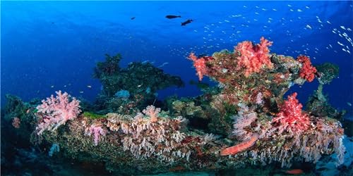 MIRRORANG 91x41cm Unterwasser Thema Terrarium Aquarium Hintergrund Bunte Koralle Tropische Fische Tank Hintergrund Bartagame Vivarium Hintergrund Vinyl von MIRRORANG