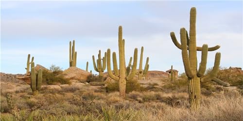 MIRRORANG 91x50cm Terrarium Hintergrund Blauer Himmel Felsen Riesiger Kaktus Gobi Wüste Reptilien Lebensraum Hintergrund Haltbarer Vinyl Hintergrund von MIRRORANG