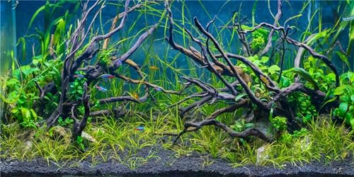 MIRRORANG 91x50cm Tropisches Aquarium Hintergrund Flussbett & See Wasserpflanze Unterwasser Baumzweig Aquarium Hintergrund Vinyl von MIRRORANG
