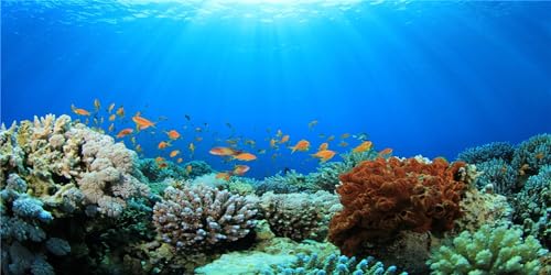 MIRRORANG 91x50cm Unterwasser Terrarium Hintergrund Unterwasser Blauer Ozean Sonnenlicht Bunte Koralle Tropische Fische Hintergrund Aquarium Aquarium Hintergrund von MIRRORANG