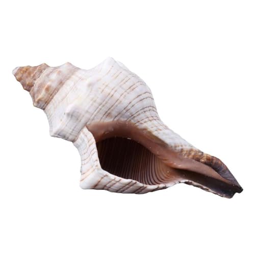 MISUVRSE Natürliche Muscheln, Ozeanmuschel, 7,6 - 17,8 cm, perfekt für Hochzeitsdekoration, Strandthemenparty, Aquarium-Dekorationen, große Muscheln zur Dekoration von MISUVRSE