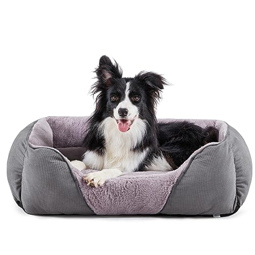 MIXJOY Hundebetten für mittelgroße Hunde, waschbar, beruhigendes Hundebett, mittelgroß, weich, rechteckig, Haustierbetten, Sofa, kuschelig, orthopädisch, schlafend, Kaninchen, Samt, gemütliches MIXJOY Hundebetten für mittelgroße Hunde, waschbar, beruhigendes Hundebett, mittelgroß, weich, rechteckig, Haustierbetten, Sofa, kuschelig, orthopädisch, schlafend, Kaninchen, Samt, gemütliches von MIXJOY
