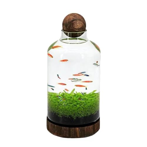 MNSSRN Mikrolandschaft ökologischer Fischtankglas Aquarium Transparente Flasche Goldfisch Tank Fisch Garnelen Pflanze Tank Holzbasis,C von MNSSRN