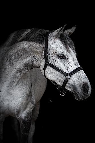 MOE Lederhalfter LeNoire, schwarz Glitzer (Pony) von MOE
