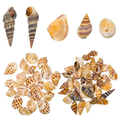 MOTHNUR 2 Boxen Natürliche Muschel Deko für Aquarium und Fischteich Langlebige Schneckenschalen als DIY Füllmaterial Einzigartiges Design für Krabbenversteck und dekorative Gestaltung der MOTHNUR 2 Boxen Natürliche Muschel Deko für Aquarium und Fischteich Langlebige Schneckenschalen als DIY Füllmaterial Einzigartiges Design für Krabbenversteck und dekorative Gestaltung der von MOTHNUR
