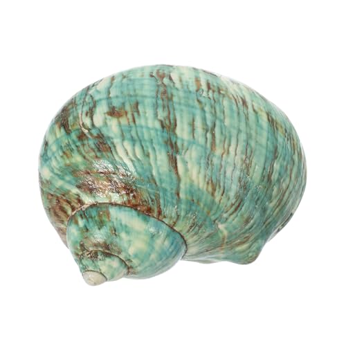 MOTHNUR Natürliche Grüne Meeresschnecke Große Muschel Aquarium Deko DIY Füllmaterial für Fischbehälter Basteln Strand Hochzeit Party Ornamente MOTHNUR Natürliche Grüne Meeresschnecke Große Muschel Aquarium Deko DIY Füllmaterial für Fischbehälter Basteln Strand Hochzeit Party Ornamente von MOTHNUR