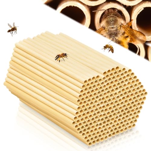 Insektenhotel Füllmaterial, 300 STK Niströhren für Wildbienen, 15cm Lang Nisthülsen für Insektenhotel, Wildbienenhotel Weizenhalme, Insektenhotel Bausatz für Bienenhotel Wildbienenhotel Bienenhaus Insektenhotel Füllmaterial, 300 STK Niströhren für Wildbienen, 15cm Lang Nisthülsen für Insektenhotel, Wildbienenhotel Weizenhalme, Insektenhotel Bausatz für Bienenhotel Wildbienenhotel Bienenhaus von MQIAN