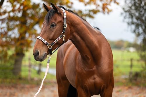 MTB Equestrian Lederhalfter Soft Polo - Echtes Leder - Halfter - Verstellbare Schnallen - Weiche Polsterung - Sicher - Robust - Pferd - Reitsport - Tierfreundlich (Cob) von MTB Equestrian