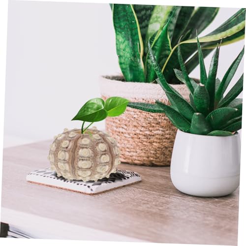 MUCKLILY 5 Stück Natürliche Seeigel Schalen als Kleine Luftpflanzen töpfe Dekorative Bonsai pflanzenhalter Meerestiere Schalen für Wohnraum Aquarium deko von MUCKLILY
