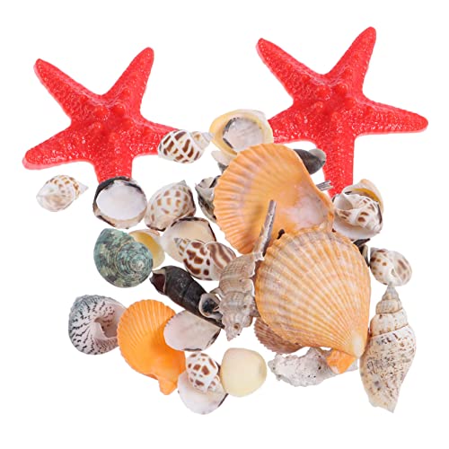MUCKLILY Muschel Mit Natürlichen Muscheln Und Meeresschnecken Für Aquarien Dekoration Und Microlandschaftsdekor DIY Handwerk MUCKLILY Muschel Mit Natürlichen Muscheln Und Meeresschnecken Für Aquarien Dekoration Und Microlandschaftsdekor DIY Handwerk von MUCKLILY