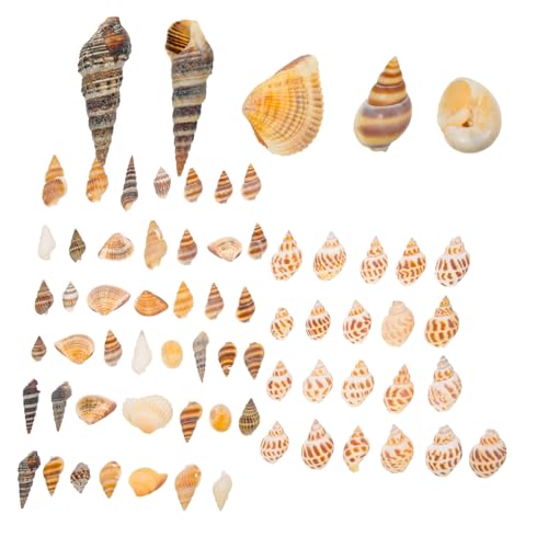 MUELODSIC 2 Boxen Natürliche Aquarium deko Muschel DIY Material Realistische Landschaftsbau Muschelaccessoires für Fisch Krebsversteck Schadstofffrei Langlebig Geeignet für Aquarien und von MUELODSIC