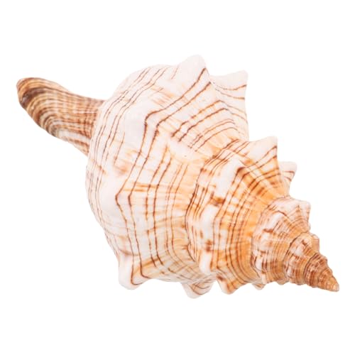 MUELODSIC Natürliche Meeresschnecke Dekoration Meeresmotiv Tischdekor Fade-resistente Muschel für Aquarium Hochzeits Strandparty Vielseitig als Blumendeko und Wohnaccessoire von MUELODSIC