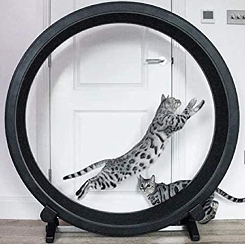 MYXJX Katzenlaufrad, Laufrad for Katzen, Laufband for Haustiere, leises for – Lauf-Fitnessgerät for MYXJX Katzenlaufrad, Laufrad for Katzen, Laufband for Haustiere, leises for – Lauf-Fitnessgerät for von MYXJX