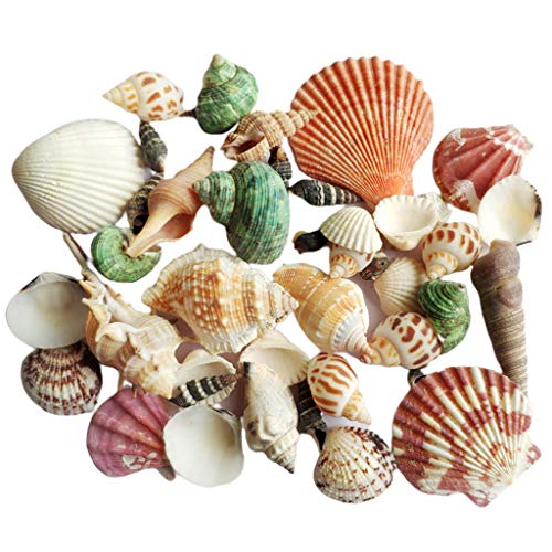 Mabta 120 g natürlicher Turbo Sea Conch Einsiedlerhaus Aquarium praktische Muscheln Basteln Dekorationen Strand Fotografie Requisiten Turbo Sea Conch von Mabta