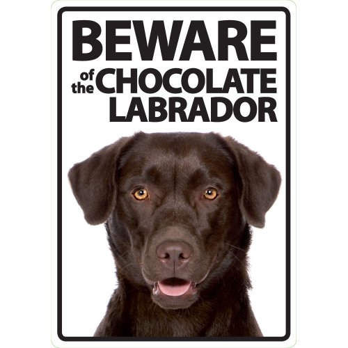 Magnet & Stahlschild Beware of The Chocolate Labrador von Magnet & Steel