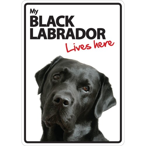 Magnet & Stahlschild Black Labrador Lives Here von Magnet & Steel
