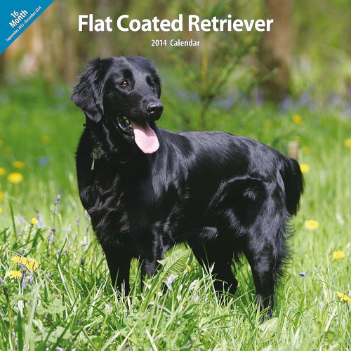 Magnet & Steel Flatcoated Retriever Traditionelle 2014 Wand Kalender Magnet & Steel Flatcoated Retriever Traditionelle 2014 Wand Kalender von Magnet & Steel