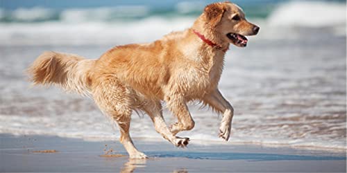 Magno Mutt Magnetisches Hundehalsband, Größe M, 40-49,5 cm, persisches Blau, von Magno Mutt