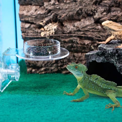 Reptile Feeding Bowl | Klettersicherer Acryl-Wassernapf Für Haustiere,Small Animals Dish Smooth Lizard Spider Feeder for Friends Family Lovers Dorm Home Reptile Feeding Bowl | Klettersicherer Acryl-Wassernapf Für Haustiere,Small Animals Dish Smooth Lizard Spider Feeder for Friends Family Lovers Dorm Home von Manolyee