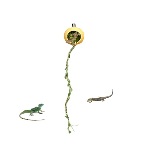 Springspinnen Versteck, Wohnhöhle Für Springspinnen, Terrarium Versteckhaus Zubehör Für Geckos Kleine Reptilien Insekten Springspinnen Versteck, Wohnhöhle Für Springspinnen, Terrarium Versteckhaus Zubehör Für Geckos Kleine Reptilien Insekten von Manolyee