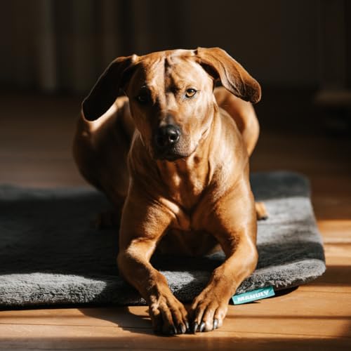 Hunde Isomatte Set | Hundematte L (100x70x3,5cm) anthrazit Langhaar Bezug | Hundedecke für unterwegs | Hundedecke Outdoor & Indoor| Waschbar | Selbstaufblasbare Isomatte für Hunde | Reisebett Hund Hunde Isomatte Set | Hundematte L (100x70x3,5cm) anthrazit Langhaar Bezug | Hundedecke für unterwegs | Hundedecke Outdoor & Indoor| Waschbar | Selbstaufblasbare Isomatte für Hunde | Reisebett Hund von Manuly