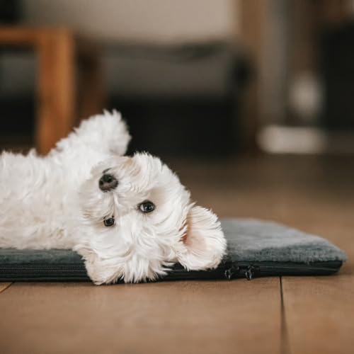 Manuly Hunde Isomatte Set | Hundematte S (60x40x3,5cm) anthrazit Langhaar Bezug | Hundedecke für unterwegs | Hundedecke Out- & Indoor| Waschbar | Selbstaufblasbare Isomatte für Hunde | Reisebett Hund Manuly Hunde Isomatte Set | Hundematte S (60x40x3,5cm) anthrazit Langhaar Bezug | Hundedecke für unterwegs | Hundedecke Out- & Indoor| Waschbar | Selbstaufblasbare Isomatte für Hunde | Reisebett Hund von Manuly