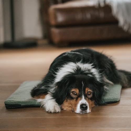 Manuly Hunde Isomatte Set | Hundematte M (80x60x3,5cm) olivgrün Teddy Bezug | Hundedecke für unterwegs | Hundedecke Outdoor & Indoor| Waschbar | Selbstaufblasbare Isomatte für Hunde | Reisebett Hund Manuly Hunde Isomatte Set | Hundematte M (80x60x3,5cm) olivgrün Teddy Bezug | Hundedecke für unterwegs | Hundedecke Outdoor & Indoor| Waschbar | Selbstaufblasbare Isomatte für Hunde | Reisebett Hund von Manuly