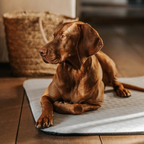 Manuly Hunde Isomatte Set | Hundematte L (100x70x3,5cm) Grauer wasserabweisend Cooling Bezug | Hundedecke Out- & Indoor| Waschbar | Selbstaufblasbare Isomatte für Hunde | Reisebett Hund von Manuly