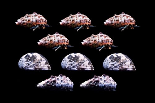 Marine Direct Whitecorals Cleaning Crew Pack Nano 30–60 l – Wirbellosen-Set gegen Algen & Futterreste, Einsiedlerkrebse, Nerita- & Cerithium-Schnecken für Meerwasseraquarien Marine Direct Whitecorals Cleaning Crew Pack Nano 30–60 l – Wirbellosen-Set gegen Algen & Futterreste, Einsiedlerkrebse, Nerita- & Cerithium-Schnecken für Meerwasseraquarien von Marine Direct