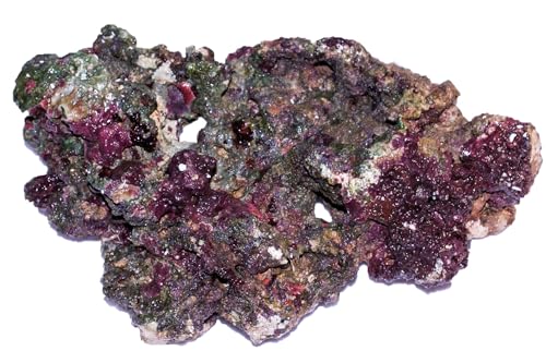 Marine Direct Whitecorals Supra Rocks Lebendgestein Premium – handverlesen, per kg – porös & leicht, bewachsen – für luftige Riffaufbauten & Biologie-Auffrischung im Meerwasseraquarium Marine Direct Whitecorals Supra Rocks Lebendgestein Premium – handverlesen, per kg – porös & leicht, bewachsen – für luftige Riffaufbauten & Biologie-Auffrischung im Meerwasseraquarium von Marine Direct