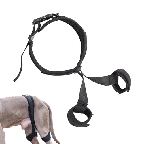 Mbiyhgta Hüftunterstützung für Hunde,Atmungsaktiver Hüftgurt für Haustiere zur Hüftkorrektur | Hundegeschirr-Hilfszubehör für Spaziergänge, Zuhause, Reisen Mbiyhgta Hüftunterstützung für Hunde,Atmungsaktiver Hüftgurt für Haustiere zur Hüftkorrektur | Hundegeschirr-Hilfszubehör für Spaziergänge, Zuhause, Reisen von Mbiyhgta