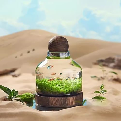 MegLob Kampffisch-Aquarium, Glas-Kampffischschale Mit Holzsockel, Mikro-Landschaftsfischaquarium, 2-In-1-Blumenvase Aus Glas, Modernes Kampffischbecken Zur Tischaufstellung,S von MegLob