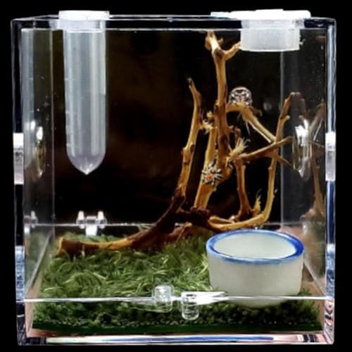 MegLob Mini -Reptilien -Terrarium -Kit, Micro Habitat Reptile Tank Für Sprungspinnen, Winzige Reptilien -Fütterungsschachtel, Taschenreptilien -Wachstumspanzer Für Insekten/Schnecken,L von MegLob
